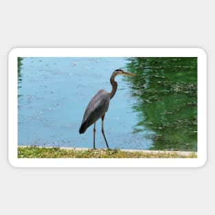 Great Blue Heron Standing By A Pond Sticker